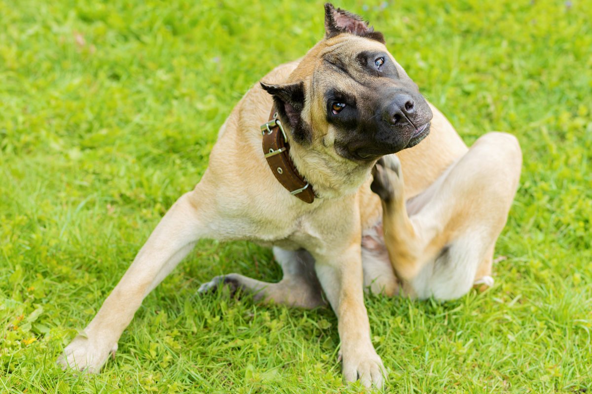 Flea &amp; Tick Control in Greater Binghamton | A Great Choice