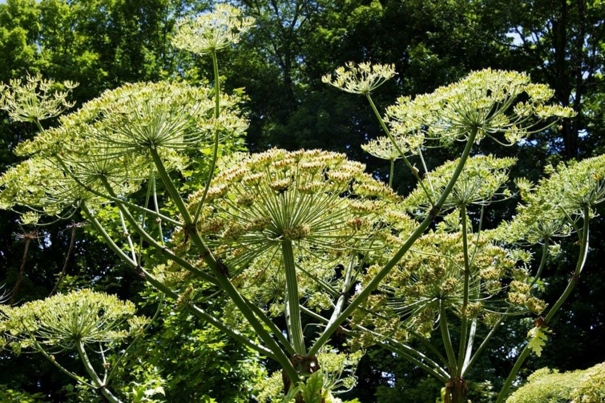Invasive Plants in Upstate NY Yards | A Great Choice