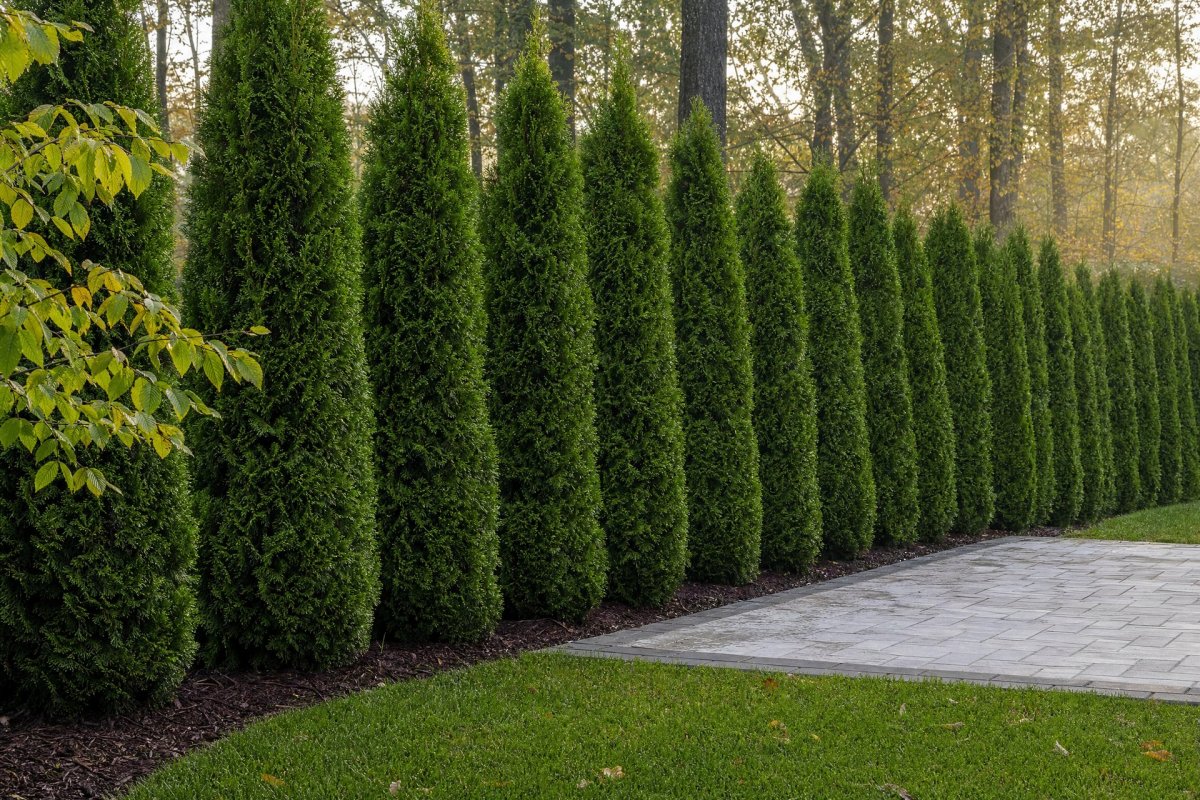 Narrow Hedges for Privacy in Small Yards | A Great Choice