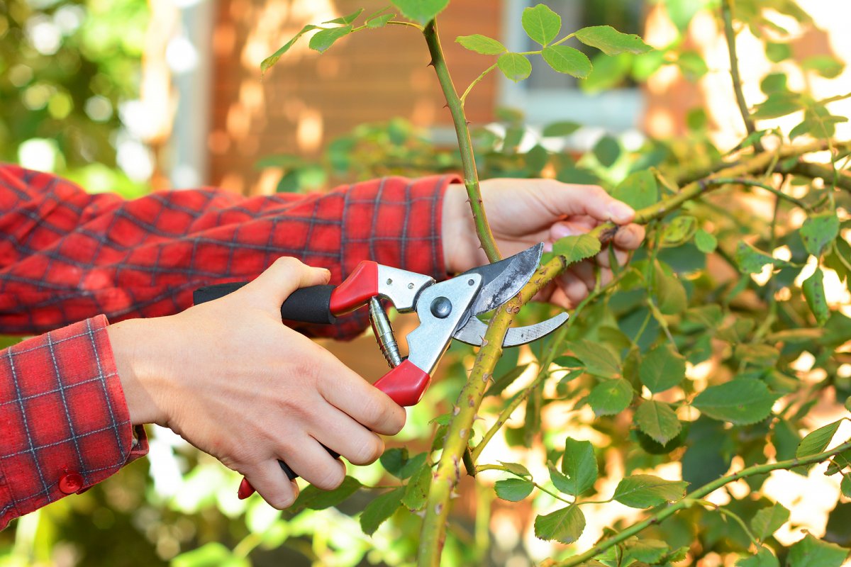 Spring Shrub Pruning in Greater Binghamton NY | A Great Choice