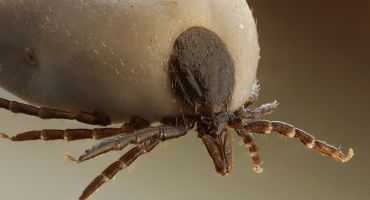 Tick Control Services Binghamton NY | Lyme Disease Prevention