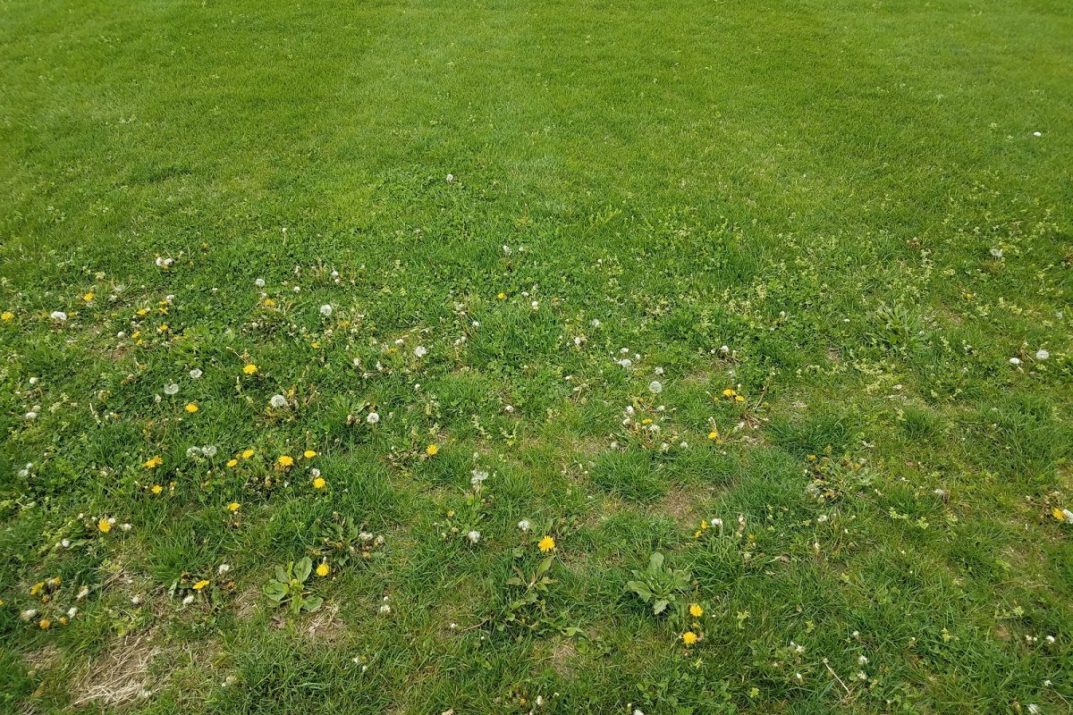 Weed Control in Greater Binghamton NY | A Great Choice