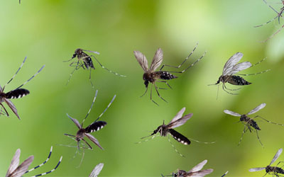 Mosquito Control