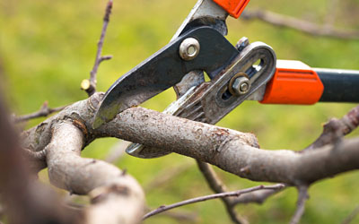 Pruning