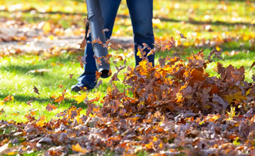 Seasonal Clean-up Yard Service