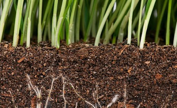 5 Reasons why "One Size Fits All" Lawn Care Fertilization Estimates Hurt the Green in Your Yard, and in Your Wallet 5 Reasons why "One Size Fits All" Lawn Care Fertilization Estimates Hurt the Green in Your Yard, and in Your Wallet