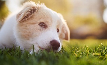 Why Professional Lawn Fertilization Beats a DIY Approach Why Professional Lawn Fertilization Beats a DIY Approach